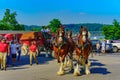 Budweiser Clydesdales Royalty Free Stock Photo